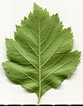 * Nomination Crataegus. Leaf abaxial side. --Knopik-som 07:50, 19 June 2021 (UTC) * Promotion  Support Good quality. --Ssprmannheim 08:00, 19 June 2021 (UTC)