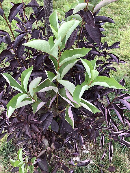 File:2021-08-08 11 11 36 New leaves reverting to 'normal' green color on a Purple-leaf Plum along New Jersey State Route 21 (McCarter Highway) at Interstate 280 (Essex Freeway) in Newark, Essex County, New Jersey.jpg