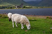 Sheep in front of Kilchurn Castle in Scotland, as viewed from a near layby.