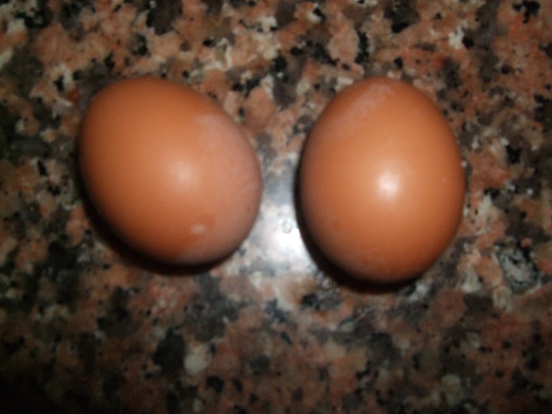 File:2 primeros huevos isa brown (6).JPG