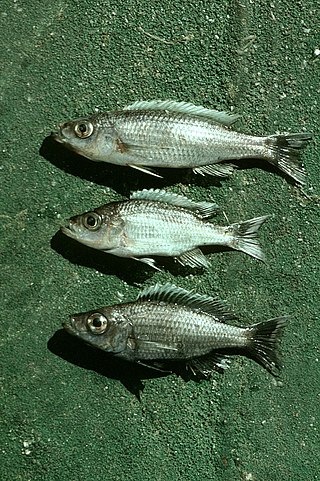 <i>Diplotaxodon</i> Genus of fishes