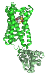 Thumbnail for Muscarinic acetylcholine receptor M3