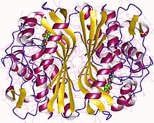 Modèle tridimensionnel de l'enzyme