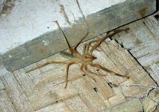 Camel Spider from Rajasthan, India in a garden.