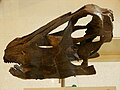 Skull of Galeamopus sp AMNH 969