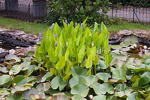 Pontédérie à feuilles en cœur (Pontederia cordata) et nénuphar blanc (Nymphaea alba), près d'Ourense, en Galice. (définition réelle 5 555 × 3 703)