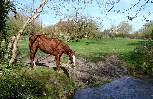 A Horse beside the Ginge Brook - geograph.org.uk - 2344621
