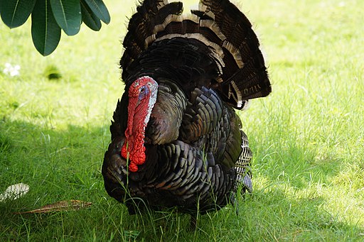 A Wild Turkey