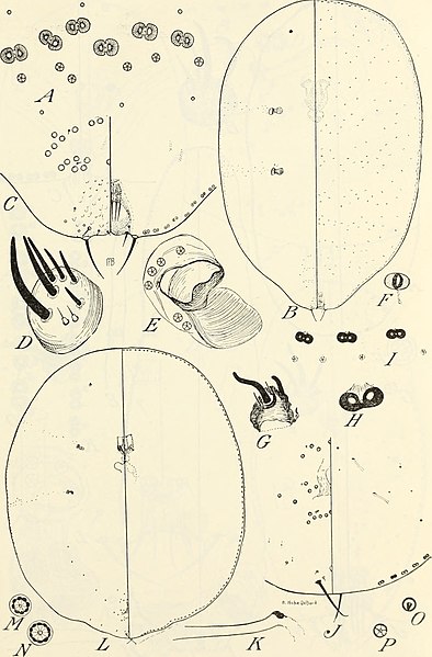 File:A classification of the scale insect genus Asterolecanium (1941) (20468320958).jpg