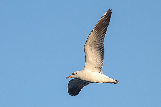 A gull flying over Lake Taudaha