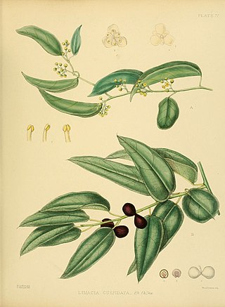 <i>Hypserpa</i> Genus of plants