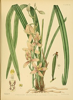 A hand-book to the flora of Ceylon (Plate XC) (6430663459).jpg