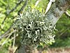 A lichen - Ramalina fastigiata - geograph.org.uk - 914821.jpg