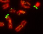 Ausschnitt aus einer menschlichen Metaphase-Spreitung. Eine Region in der pseudoautosomalen Region auf den kurzen Armen des X-Chromosoms (links) und des Y-Chromosoms (rechts oben) wurde mit Fluoreszenz-in-situ-Hybridisierung nachgewiesen (grüne Doppelpunkte, je ein Punkt pro Chromatid). Chromosomen sind rot dargestellt.