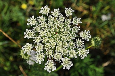 Дикая морковь фото растения и описание. Морковь Дикая - Daucus carota l.. Daucus carota цветок. Баркан Дикая морковь. Как выглядит Дикая морковь.