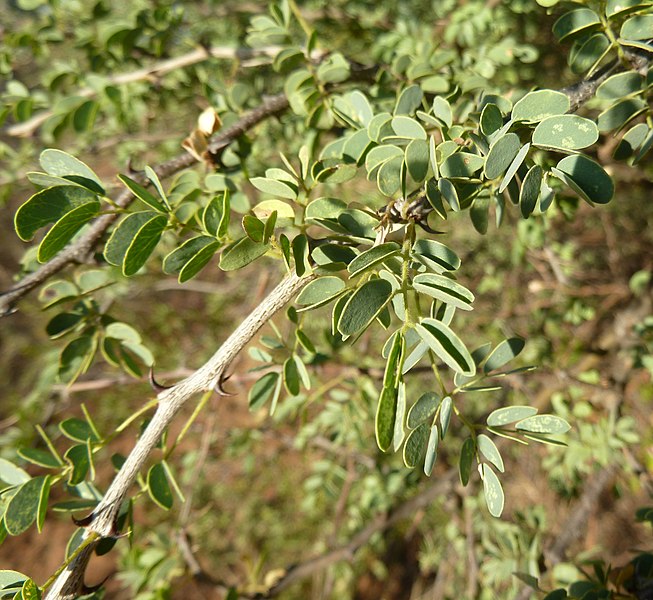 File:Acacia mellifera, loof en dorings, Steenbokpan.jpg