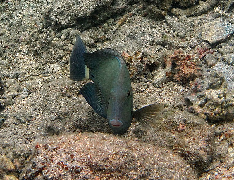 Acanthurus blochii Réunion.jpg