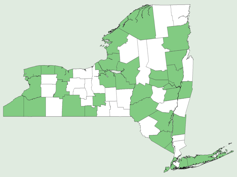 File:Acer negundo var negundo NY-dist-map.png