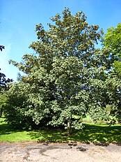Acer pseudoplatanus.jpg