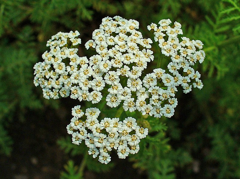 File:Achillea nobilis 003.JPG