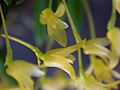 Acianthera leptotifolia flowers