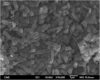 <i>Acidithiobacillus thiooxidans</i> Species of bacterium