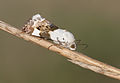 * Nomination Pale Shoulder (Acontia lucida Hufnagel, 1766), a moth from the Noctuidae family.Balcalı, Adana - Turkey. --Zcebeci 14:01, 29 July 2015 (UTC) * Promotion Good quality. --Jacek Halicki 21:39, 29 July 2015 (UTC)