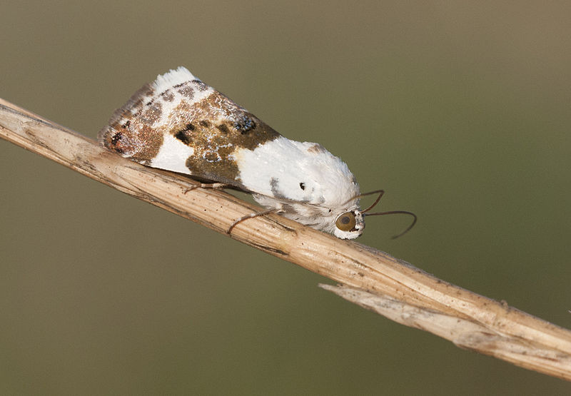 File:Acontia lucida - Pale shoulder 06.jpg