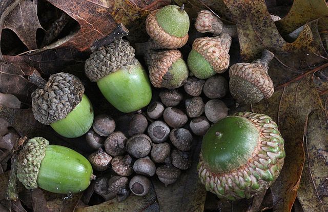 Acorns in South Carolina, among the diet of this bird