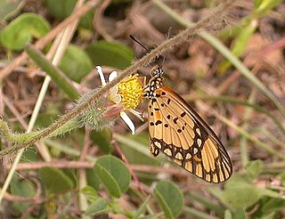 <i>Acraea serena</i> Species of butterfly