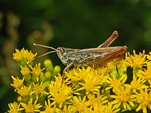 Acrididae - Gomphocerippus rufus.JPG