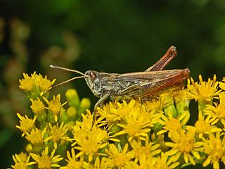 <i>Gomphocerippus</i> Genus of grasshoppers