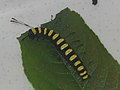 Acronicta alni (larva) - Alder moth (caterpillar) - Стрельчатка ольховая (гусеница) (40344349064).jpg
