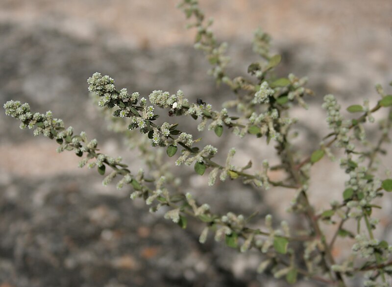 File:Aerva lanata in Bhongir AP W IMG 3064.jpg