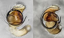 Palpal organs of two species of undescribed Australian Afraflacilla showing the obviously different places on the imaginary clock face at which the embolus arises. These are diagnostic for species, in combination with other characters. Afraflacilla-palps-whyte-A-Field-Guide-to-Spiders-of-Australia.jpg