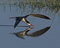 African Skimmer (Rynchops flavirostris) (24310826466).jpg