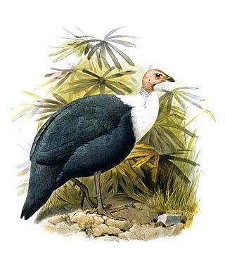 <span class="mw-page-title-main">White-breasted guineafowl</span> Species of bird