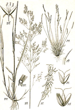 <i>Mibora</i> Genus of grasses