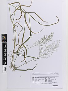 Agrostis kapillaris L. (AM AK370532).jpg