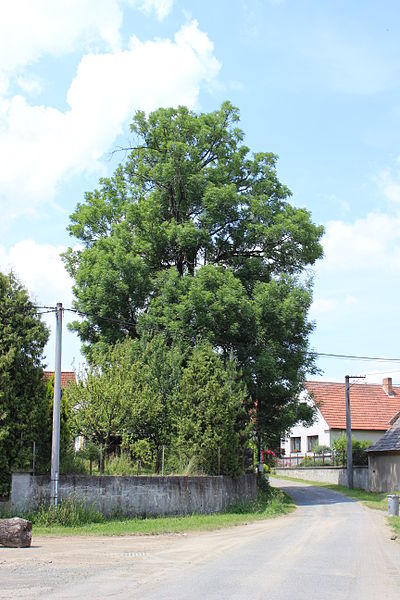 File:Alberovice, strom.jpg