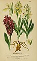 Dactylorhiza sambucina (as syn. Orchis sambucina) plate 50 in: Henry Correvon: Album des orchidées de l'Europe centrale et septentrionale Genève (1899)