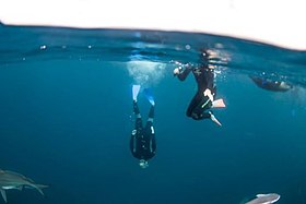 Scuba diving at a diving spot nearby Aliwal Shoal.jpg