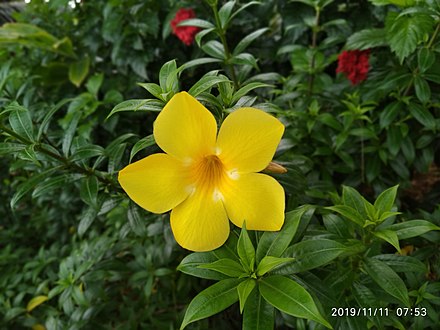 Allamanda Cathartica Wikiwand