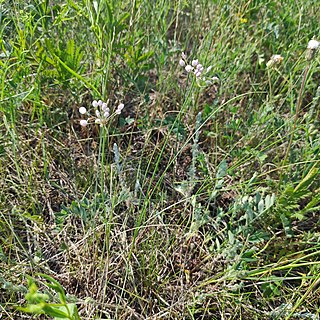 <i>Allium anisopodium</i> Species of plant