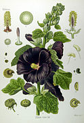 Alcea rosea