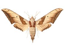 Ambulyx japonica 1895.jpg