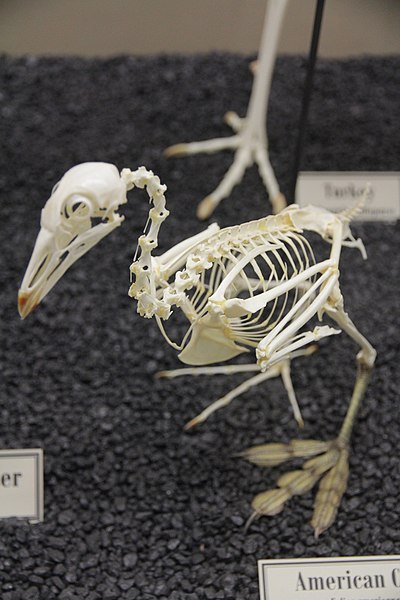 American coot (Fulica americana) skeleton on display at the Museum of Osteology.