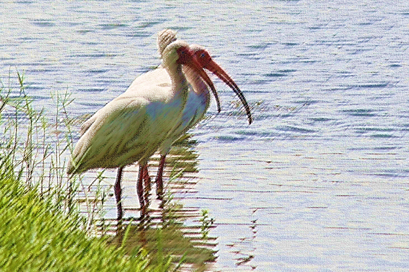 File:American white ibis - 6737344231.png
