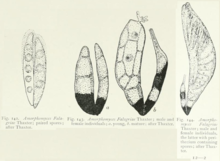 Аморфомиялар falagriae