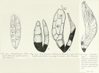 <i>Amorphomyces</i> genus of fungi